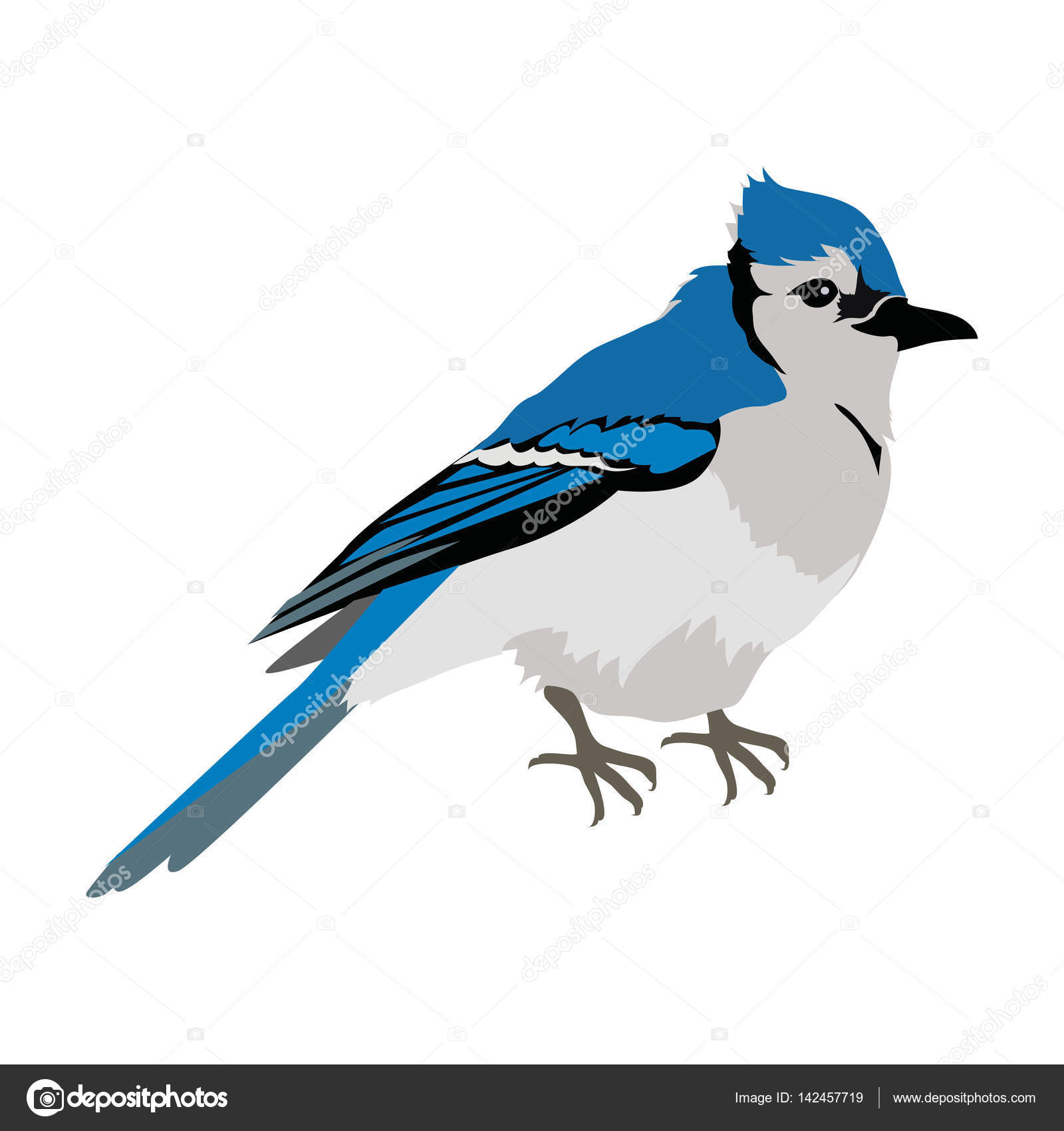 Blue Jay Flat Design Vector Illustration — Stock Vector © robuart
