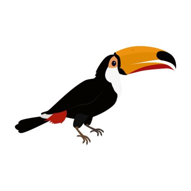 Toucan kuş düz tasarım vektör çizim