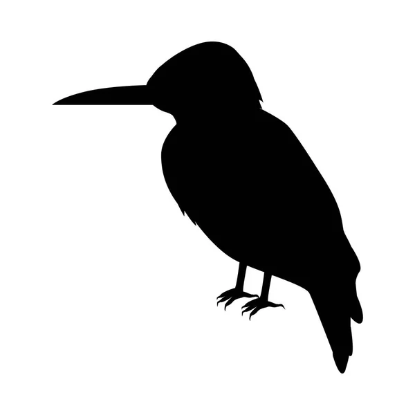 kingfisher flat design vector illustration vector graphics