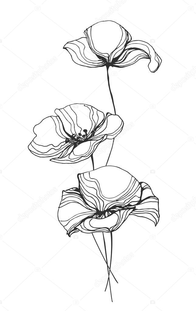 Drawings: line of poppies | Poppies Flowers Line Art Vector