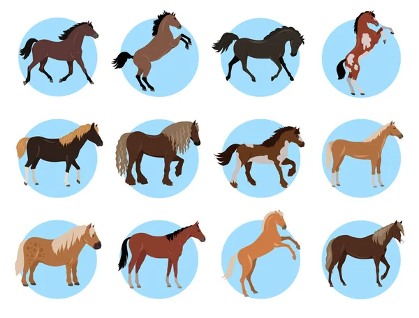 Cavalos Banner colorido em círculos azuis em branco —  Vetores de Stock