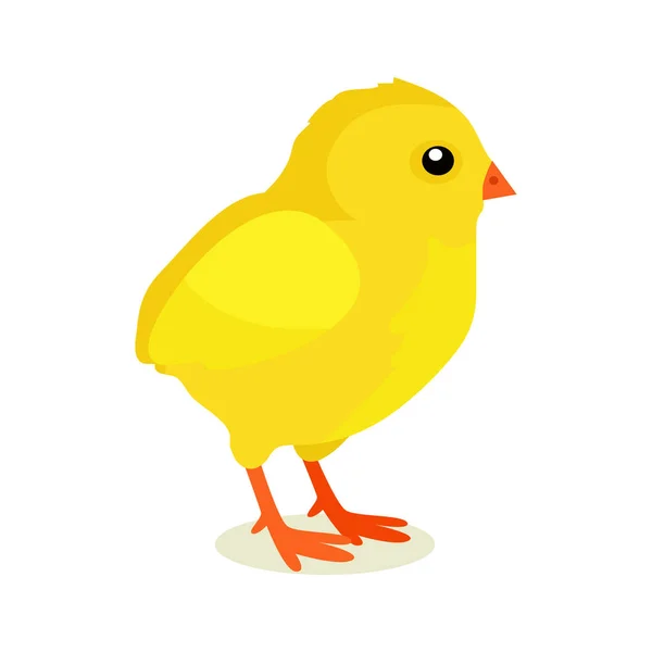 흰색 배경에 고립 봄 노란 닭 — 스톡 벡터