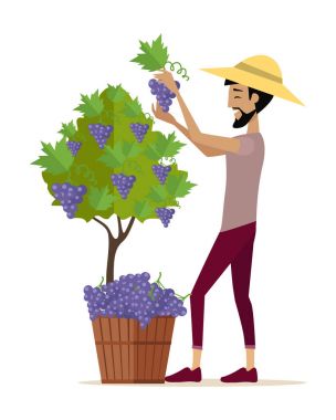 Adam kırmızı Ggrapes sepet içine toplar..