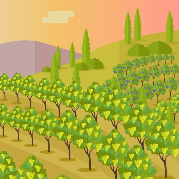 Paisaje rural con viñedo — Vector de stock