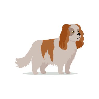 Cocker Spaniel köpek doğurmak düz tasarlamak