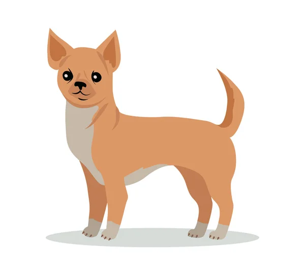 Chihuahua Dog Breed Vector Flat Design Illustration — Stock Vector