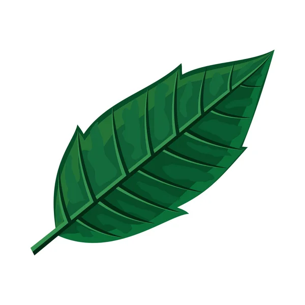 Green Leaf Vector Illustration in Flat Design — Stock Vector