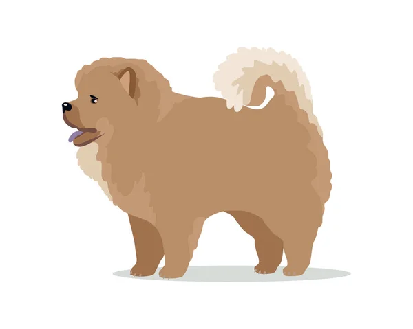Chow-Chow Dog Breed Vector Flat Design Illustration — Stock Vector