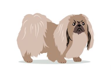 Pekingese isolated on white background. Lion Dog, Peking Lion, Pelchie Dog or Peke. Ancient breed of toy dog, originating in China. Hand drawn home pet. Popular small breed. Series of puppies. Vector clipart svg vector 