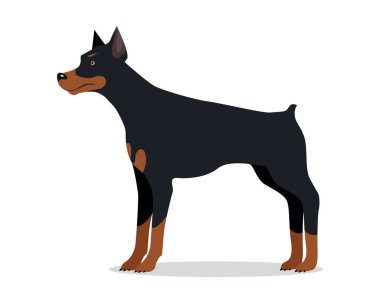 Doberman Pinscher, Dobermann, Doberman izole