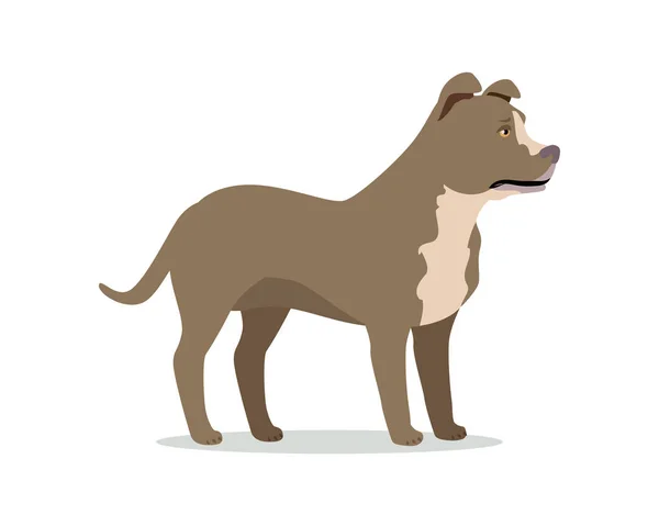 American Pit Bull Terrier aislado en blanco — Vector de stock