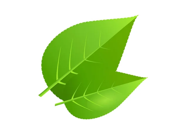 Duas folhas de árvore verde ilustração vetorial — Vetor de Stock