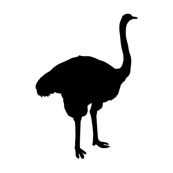 Ostrich Flat Design Vector Illustration — Stock Vector