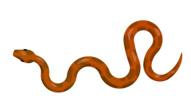 Kırmızı piton yılan üstten görünüm vektör simge kaymak