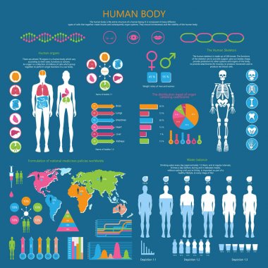 İnsan vücut istatistikleri ile detaylı Infographic