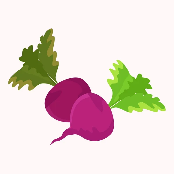 Zahradní ředkev fialová rostlina s vektorem zelená listová — Stockový vektor