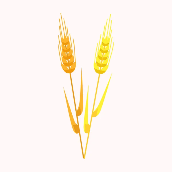 Два желтых и золотых уха из изолированного вектора пшеницы — стоковый вектор