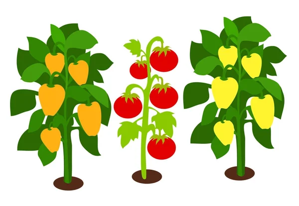 Cultivar pimientos y tomates con hojas verdes — Vector de stock