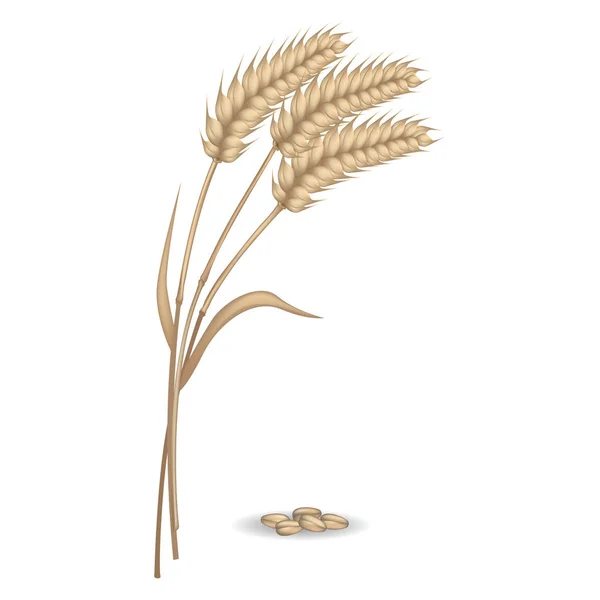Плакат "Урожай ржаных ушей рядом с грудой векторов зерна" — стоковый вектор