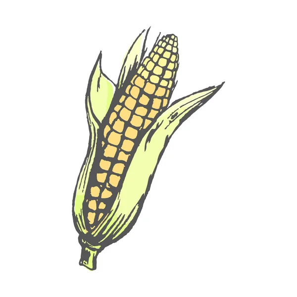 Mazorca de maíz maduro con hojas Ilustración aislada — Vector de stock