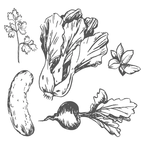 Verduras maduras sabrosas y boceto de verduras frescas — Vector de stock