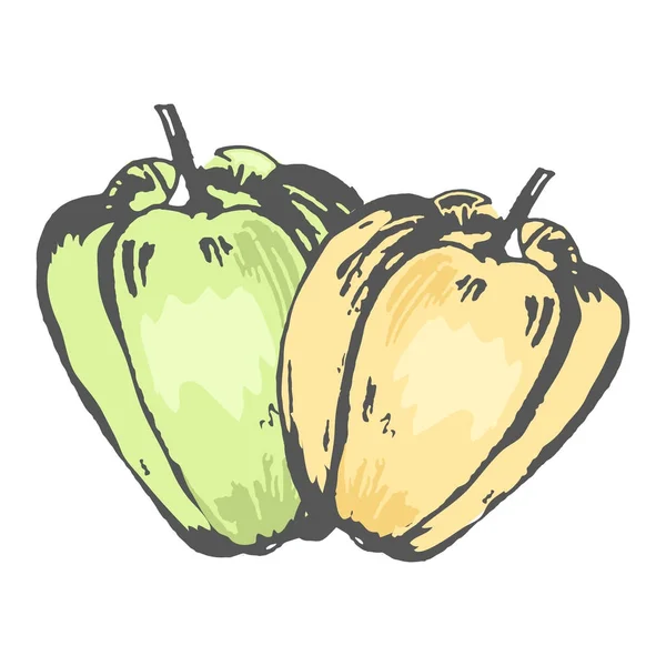Croquis isolé de poivrons doux verts et orange — Image vectorielle