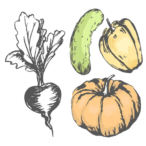 Verduras gráficas coloridas con remolacha incolora — Vector de stock