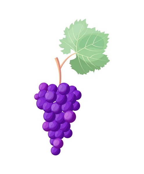 Illustration vectorielle d'icône de raisin de vin sur blanc — Image vectorielle