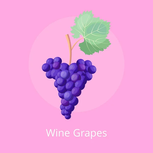 Icône de raisin de vin, Illustration vectorielle sur rose — Image vectorielle