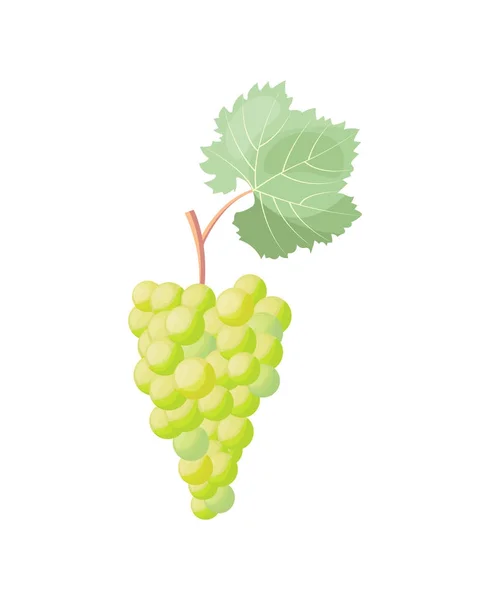 Гілка білого винограду Векторні ілюстрації на білому — стоковий вектор