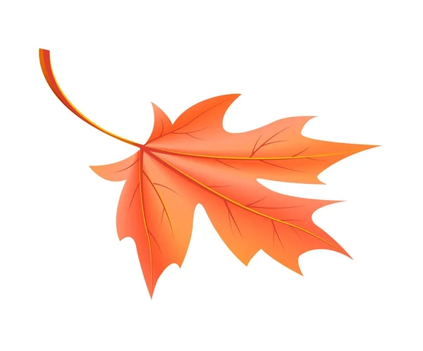 Red Autumn Leaf Fallen from Maple Tree Vector — Stock Vector