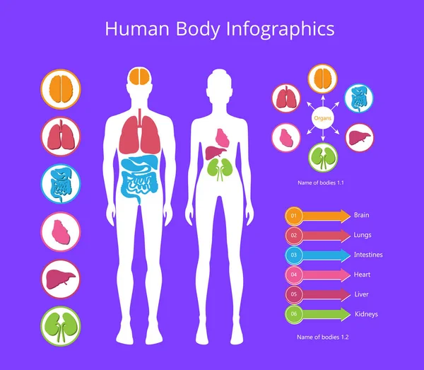 Emberi test Infographic a vektoros illusztráció — Stock Vector