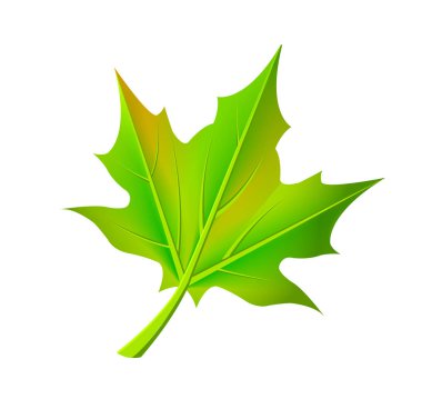 Yeşil sonbahar yaprak akçaağaç ağaç vektöründen düşmüş