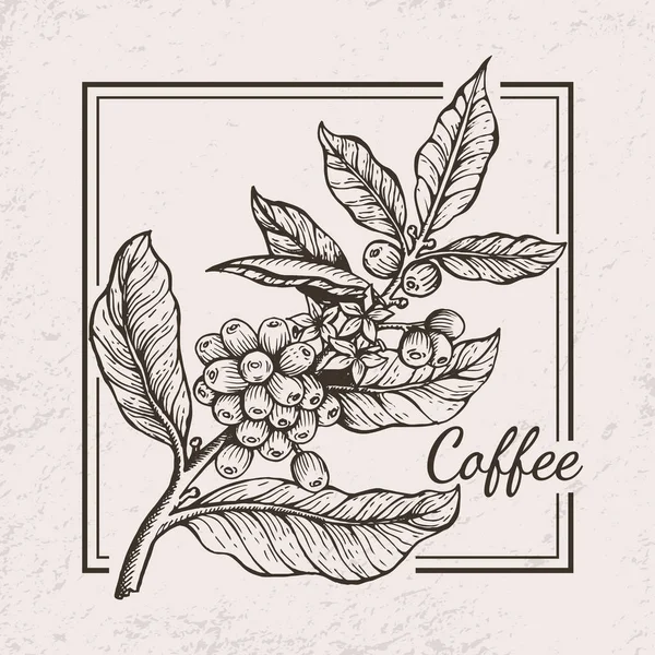 Kaffee Beeren Zweig Symbol Vektor Illustration — Stockvektor