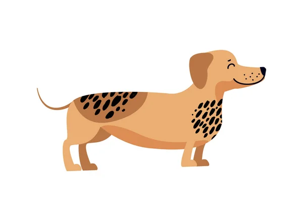 Dachshund Cheio de Ilustração de Vetor de Energia —  Vetores de Stock