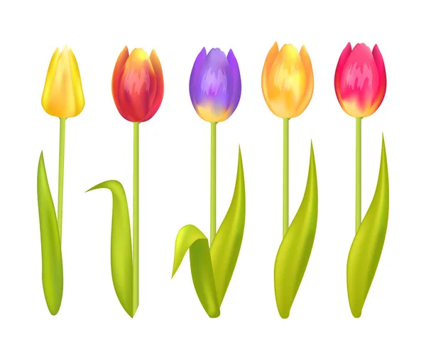 Színes tulipán beállítása a elszigetelt fehér háttér — Stock Vector