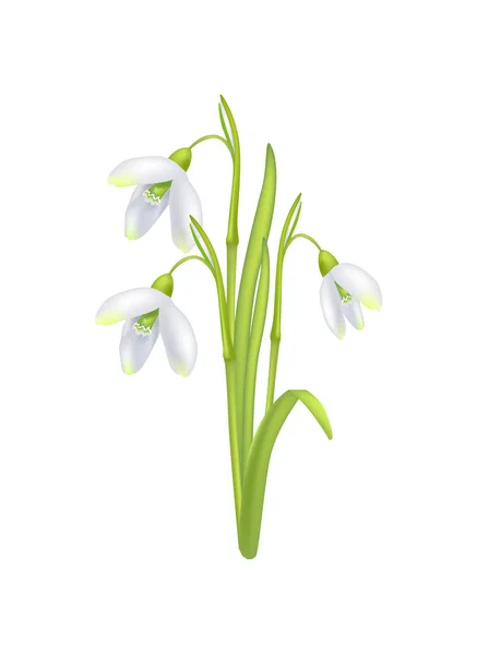 헌병 Galanthus 벨 모양의 꽃 벡터 아이콘 — 스톡 벡터