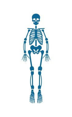Mavi renk vektör çizim insan iskeleti