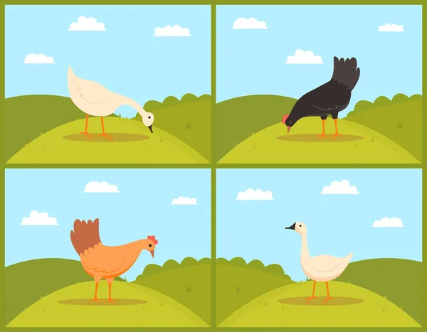 Pollo comiendo hierba en pastos, ganso y gallina — Vector de stock