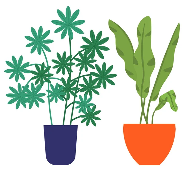 Vases的家庭植物，开花的花 — 图库矢量图片