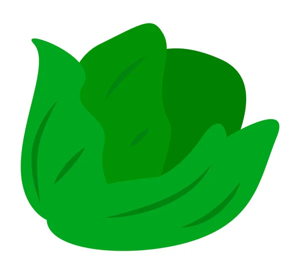 Zelenina Izolované, Zelené zelí nebo Colewort — Stockový vektor