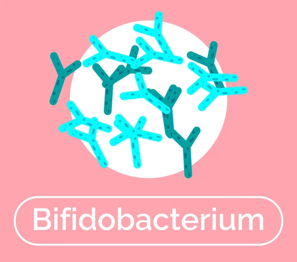 Bifidobacterium Nonmotile bakterie Probiotyki — Wektor stockowy