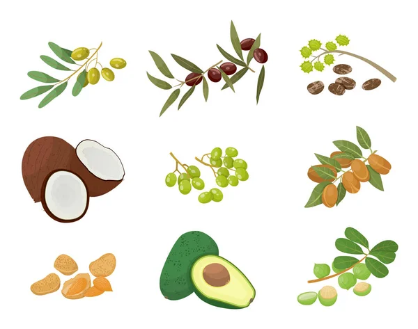 Plants and Nuts or Seeds, Hair Oils Ingredients — Wektor stockowy