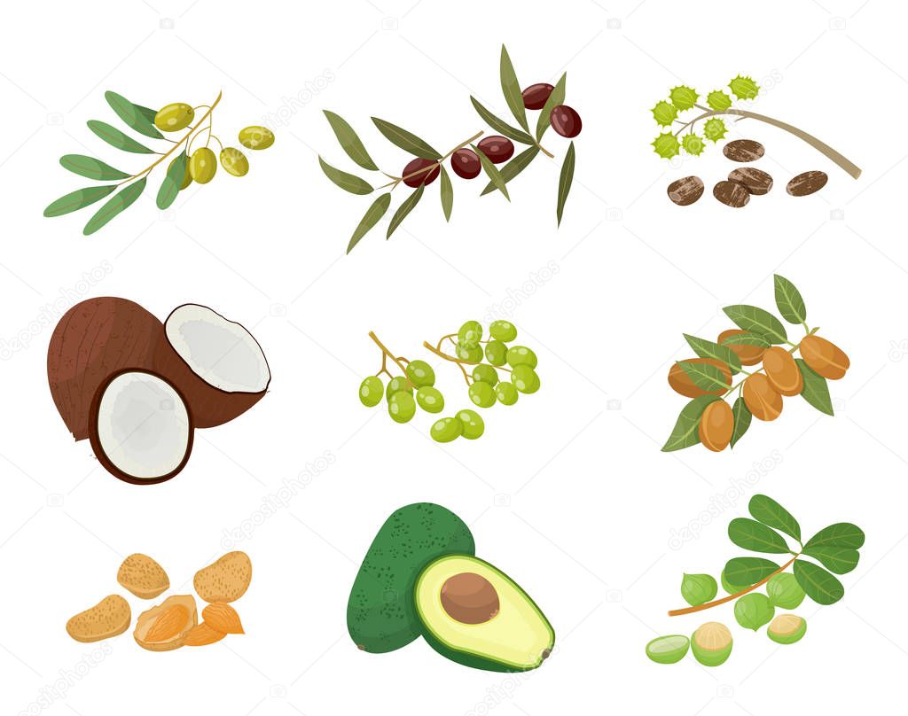 Hair oils, plants and nuts, oily seeds, icons vector. Skin care and hairs health, organic cosmetics, castor and macadamia. Olive and coconut, avocado and grapeseed, almond and amla illustration