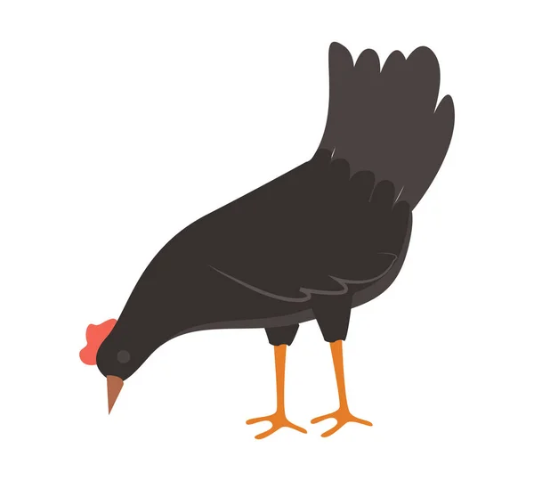 Rooster Pecking Grain, Fowl Eating, Farm Vector — Stok Vektör