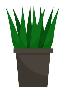 Evergreen Yaprakları Çiçek Saksı Dekorasyon Vektöründe