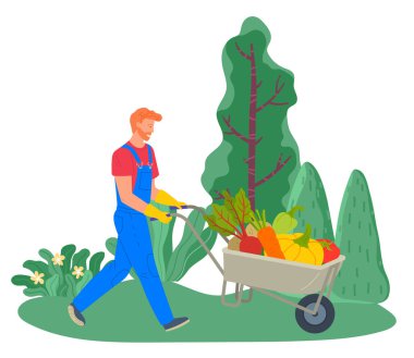 Farmer Harvesting on Field, Transporting Veggies