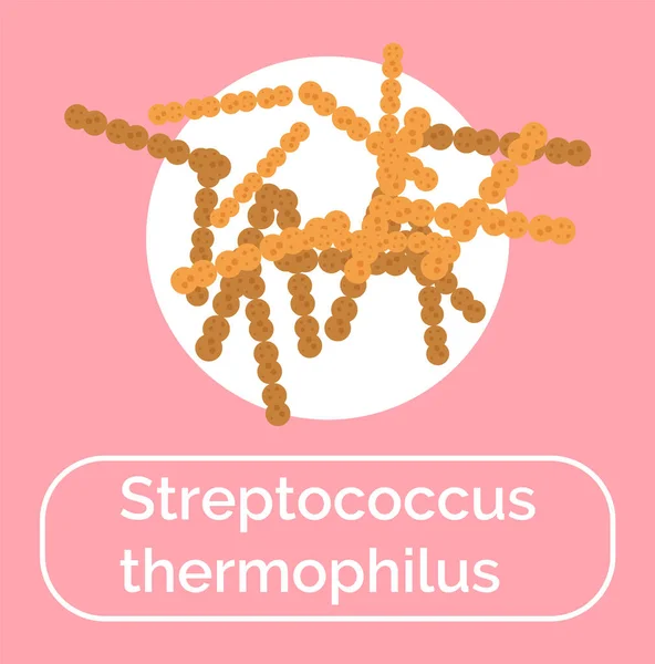 Streptococcus Thermophilus Bacteria Probiotics — 스톡 벡터