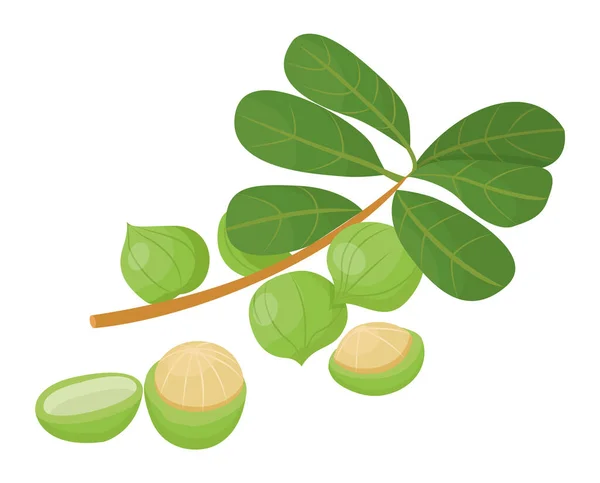 Branch with Leaves and Macadamia or Maroochi Nuts — Stock Vector