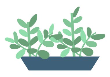 Ev bitki Iç dekorasyon pot Izole evi